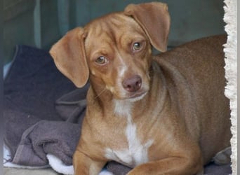 Ed, geb. 03.09.2022, lebt in GRIECHENLAND, auf einer privaten Pflegestelle