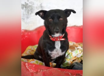  Misty, geb. ca. 11/2023, lebt in GRIECHENLAND, auf einer privaten Pflegestelle