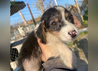 Mäuselchen, geb. ca. 10/2025, lebt in GRIECHENLAND, auf einer privaten Pflegestelle