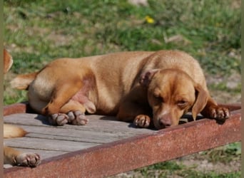 Ed, geb. 03.09.2022, lebt in GRIECHENLAND, auf einer privaten Pflegestelle