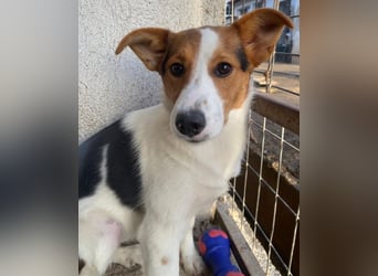 Freydis, geb. ca. 07/2025, lebt in GRIECHENLAND, im städt. Tierheim Serres