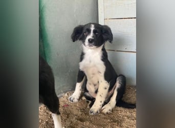 Tux, geb. ca.09/2025, lebt in GRIECHENLAND, auf einer privaten Pflegestelle