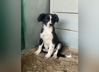 Tux, geb. ca.09/2025, lebt in GRIECHENLAND, auf einer privaten Pflegestelle