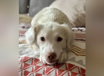 Holiday, geb. ca. 07/2024, lebt auf einer Pflegestelle in 24114 Kiel, Vermittlungshilfe