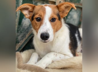 Freydis, geb. ca. 07/2025, lebt in GRIECHENLAND, im städt. Tierheim Serres