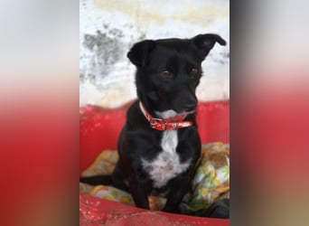  Misty, geb. ca. 11/2023, lebt in GRIECHENLAND, auf einer privaten Pflegestelle