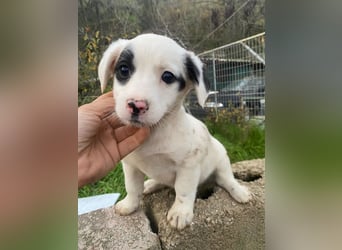 Katjes, geb. ca. 10/2025, lebt in GRIECHENLAND, auf einer privaten Pflegestelle