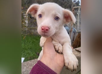 Toffifee, geb. ca. 10/2025, lebt in GRIECHENLAND, auf einer privaten Pflegestelle