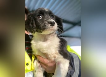 Ada, 09/2025, lebt in GRIECHENLAND, auf einer privaten Pflegestelle