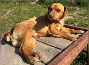 Ed, geb. 03.09.2022, lebt in GRIECHENLAND, auf einer privaten Pflegestelle