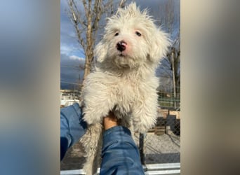 Elli, geb. ca. 08/2025, lebt in GRIECHENLAND, im städt. Tierheim Serres