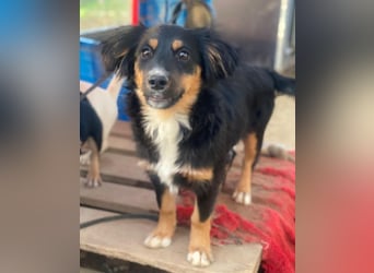 Gnocchi, geb. ca. 07/2025, lebt in GRIECHENLAND, auf einer privaten Pflegestelle