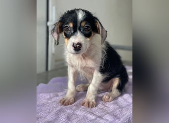 Mäuselchen, geb. ca. 10/2025, lebt in GRIECHENLAND, auf einer privaten Pflegestelle