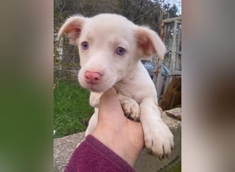 Toffifee, geb. ca. 10/2025, lebt in GRIECHENLAND, auf einer privaten Pflegestelle