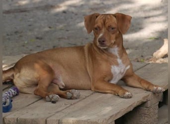 Ed, geb. 03.09.2022, lebt in GRIECHENLAND, auf einer privaten Pflegestelle