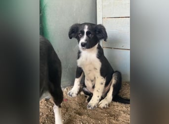 Tux, geb. ca.09/2025, lebt in GRIECHENLAND, auf einer privaten Pflegestelle