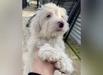 Elli, geb. ca. 08/2025, lebt in GRIECHENLAND, im städt. Tierheim Serres