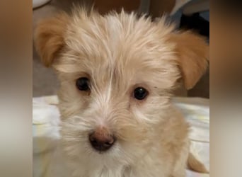 Norberta, geb. ca. 11/2025, lebt in GRIECHENLAND, auf einer privaten Pflegestelle