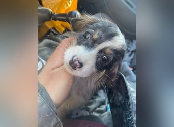 Mäuselchen, geb. ca. 10/2025, lebt in GRIECHENLAND, auf einer privaten Pflegestelle