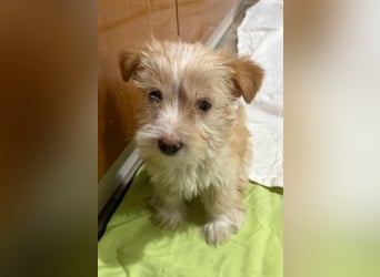 Norberta, geb. ca. 11/2025, lebt in GRIECHENLAND, auf einer privaten Pflegestelle