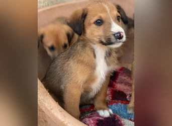 Artreo, geb. ca. 11/2025, lebt in GRIECHENLAND, im städt. Tierheim Serres