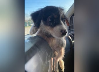 Mäuselchen, geb. ca. 10/2025, lebt in GRIECHENLAND, auf einer privaten Pflegestelle