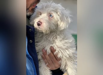 Elli, geb. ca. 08/2025, lebt in GRIECHENLAND, im städt. Tierheim Serres