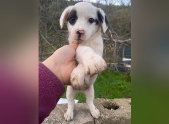 Katjes, geb. ca. 10/2025, lebt in GRIECHENLAND, auf einer privaten Pflegestelle