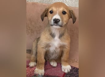 Sanna, geb. ca. 11/2025, lebt in GRIECHENLAND, im städt. Tierheim Serres