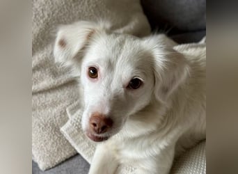 Holiday, geb. ca. 07/2024, lebt auf einer Pflegestelle in 24114 Kiel, Vermittlungshilfe