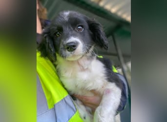 Ada, 09/2025, lebt in GRIECHENLAND, auf einer privaten Pflegestelle