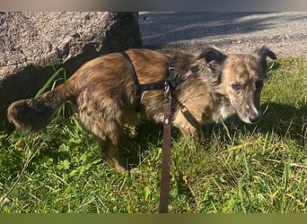 Herbie, geb. ca. 08/2022, lebt auf einer Pflegestelle in 78048 Villingen-Schwenningen