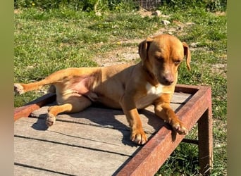 Ed, geb. 03.09.2022, lebt in GRIECHENLAND, auf einer privaten Pflegestelle