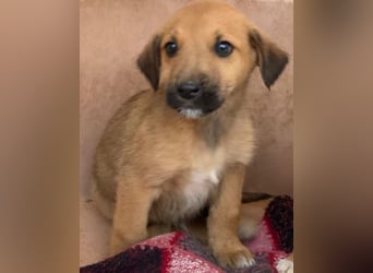 Cavallo, geb. ca. 11/2025, lebt in GRIECHENLAND, im städt. Tierheim Serres