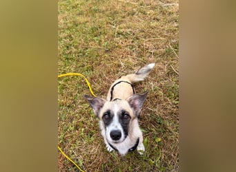 Mirabelle, geb. ca. 06/2025, lebt auf einer Pflegestelle in 95168 Marktleuthen, Vermittlungshilfe