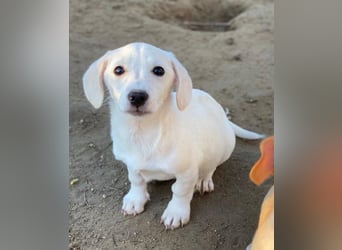 Fusilli, geb. ca. 08/2025, lebt in GRIECHENLAND, auf einer privaten Pflegestelle