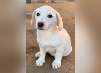 Fusilli, geb. ca. 08/2025, lebt in GRIECHENLAND, auf einer privaten Pflegestelle