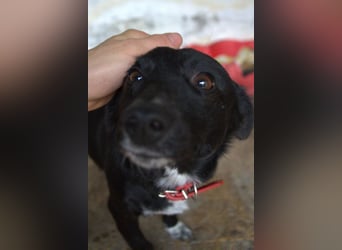  Misty, geb. ca. 11/2023, lebt in GRIECHENLAND, auf einer privaten Pflegestelle