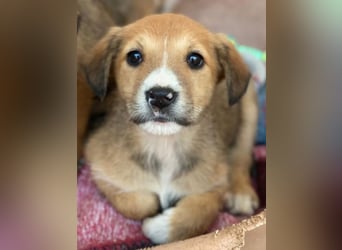 Sanna, geb. ca. 11/2025, lebt in GRIECHENLAND, im städt. Tierheim Serres