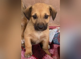 Monica, geb. ca. 11/2025, lebt in GRIECHENLAND, im städt. Tierheim Serres