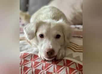 Holiday, geb. ca. 07/2024, lebt auf einer Pflegestelle in 24114 Kiel, Vermittlungshilfe