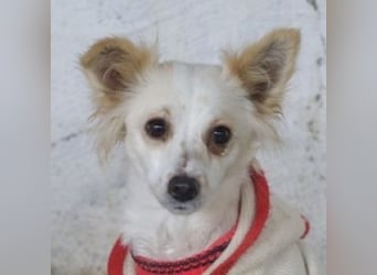 Isara, geb. ca. 07/2024, lebt in GRIECHENLAND, auf einer privaten Pflegestelle