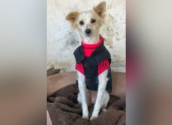 Isara, geb. ca. 07/2024, lebt in GRIECHENLAND, auf einer privaten Pflegestelle