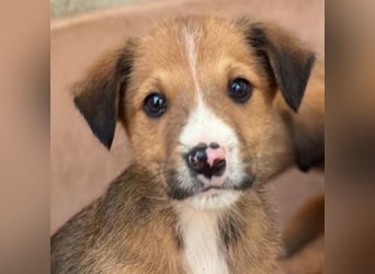 Artreo, geb. ca. 11/2025, lebt in GRIECHENLAND, im städt. Tierheim Serres