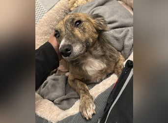 Herbie, geb. ca. 08/2022, lebt auf einer Pflegestelle in 78048 Villingen-Schwenningen