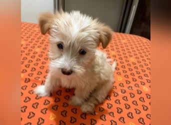 Norberta, geb. ca. 11/2025, lebt in GRIECHENLAND, auf einer privaten Pflegestelle