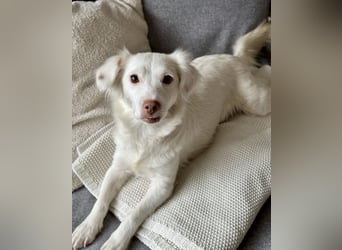 Holiday, geb. ca. 07/2024, lebt auf einer Pflegestelle in 24114 Kiel, Vermittlungshilfe