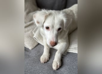 Holiday, geb. ca. 07/2024, lebt auf einer Pflegestelle in 24114 Kiel, Vermittlungshilfe