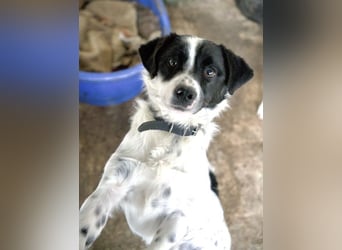 Skittles, geb. ca. 12/2023, lebt in GRIECHENLAND, auf einer privaten Pflegestelle