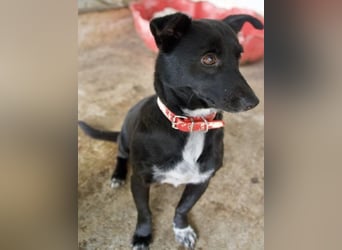  Misty, geb. ca. 11/2023, lebt in GRIECHENLAND, auf einer privaten Pflegestelle